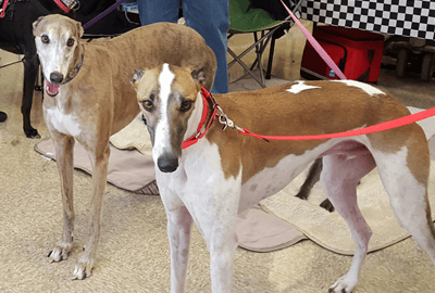 Meet & Greet - PetSmart - Greyhound Pass